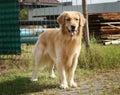 Golden retreiver Royalty Free Stock Photo