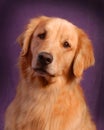 Golden Retreiver