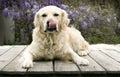 Golden Retreiver dog laying on deck with tongue out.