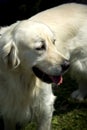 Golden Retriever Royalty Free Stock Photo