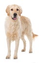 Adult golden retriever dog isolated on white background Royalty Free Stock Photo