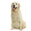 Golden retriever Royalty Free Stock Photo