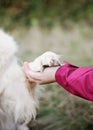 Golden Retriever Royalty Free Stock Photo