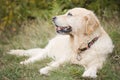 Golden Retriever Royalty Free Stock Photo