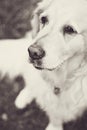 Golden Retriever Royalty Free Stock Photo