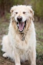 Golden Retriever Royalty Free Stock Photo