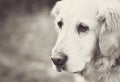 Golden Retriever Royalty Free Stock Photo