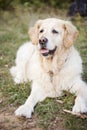 Golden Retriever Royalty Free Stock Photo