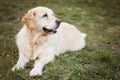 Golden Retriever Royalty Free Stock Photo