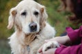 Golden Retriever Royalty Free Stock Photo