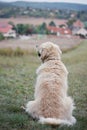 Golden Retriever Royalty Free Stock Photo