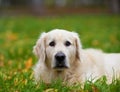 Golden Retriever Royalty Free Stock Photo