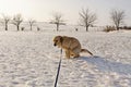 Golden retriever