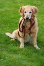 Golden retriever Royalty Free Stock Photo