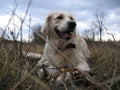 Golden Retriever Royalty Free Stock Photo