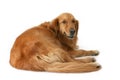 Golden retriever Royalty Free Stock Photo