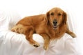 Golden Retriever Royalty Free Stock Photo