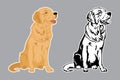 Golden retriever adult dog. Black and colorful dogs illustration in vector.