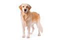 Golden Retriever adult standing serious on white