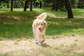 Golden retriever Royalty Free Stock Photo