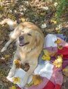 Golden retriever and aspens, fall, from office, vacation in the fall, went to the nature a plaid a dog, yellow leaves, a white dog Royalty Free Stock Photo