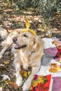 Golden retriever and aspens, fall, from office, vacation in the fall, went to the nature a plaid a dog, yellow leaves, a white dog Royalty Free Stock Photo