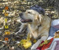 Golden retriever and aspens, fall, from office, vacation in the fall, went to the nature a plaid a dog, yellow leaves, a white dog Royalty Free Stock Photo