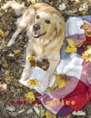 Golden retriever and aspens, fall, from office, vacation in the fall, went to the nature a plaid a dog, yellow leaves, a white dog Royalty Free Stock Photo