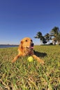 Golden Retriever with a toy ball. Royalty Free Stock Photo