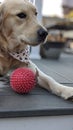 Golden retriever with ball toy Royalty Free Stock Photo