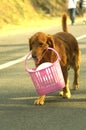 Golden Retriever with basket