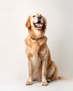 Golden Retriever Basking