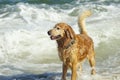 Golden Retriever at the Beach at Golden Hour Playing. Royalty Free Stock Photo