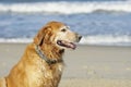 Golden Retriever at the Beach at Golden Hour Royalty Free Stock Photo