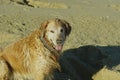 Golden Retriever at the Beach at Golden Hour Playing. Royalty Free Stock Photo