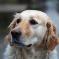 Golden retriever Royalty Free Stock Photo