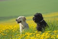 Golden Retriever and Big Black Schnauzer in dandelions meadow