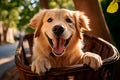 Golden retriever in a bike basket on a sunny street. Dog in bicycle basket Royalty Free Stock Photo
