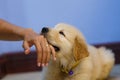 Golden retriever bite owner hand