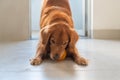 Golden Retriever biting a toy ball Royalty Free Stock Photo