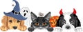 Golden Retriever, black cat and Saint Bernard puppy in fancy accessories for Halloween