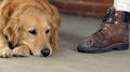 Golden Retriever and Boot Royalty Free Stock Photo