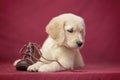 golden retriever breed near a boot on a red background Royalty Free Stock Photo