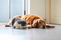 Golden retriever and british shorthair cat get close