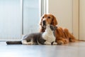 Golden retriever and british shorthair cat get close