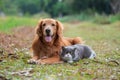 Golden retriever and british shorthair cat huddling together on the grass