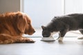 Golden Retriever and British shorthair cats are eating