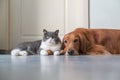 Golden Retriever and British Shorthair get close