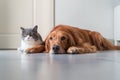 Golden Retriever and British Shorthair get close