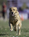 Golden Retriever chasing a lure line at an event Royalty Free Stock Photo